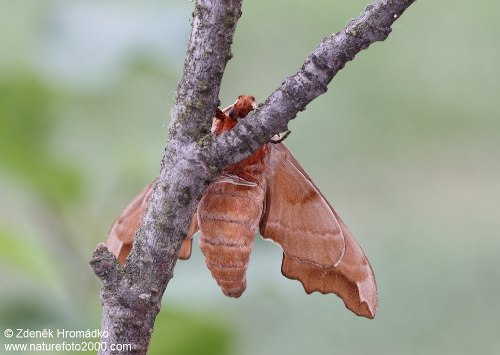 , Mimas Christophi (Butterflies, Lepidoptera)